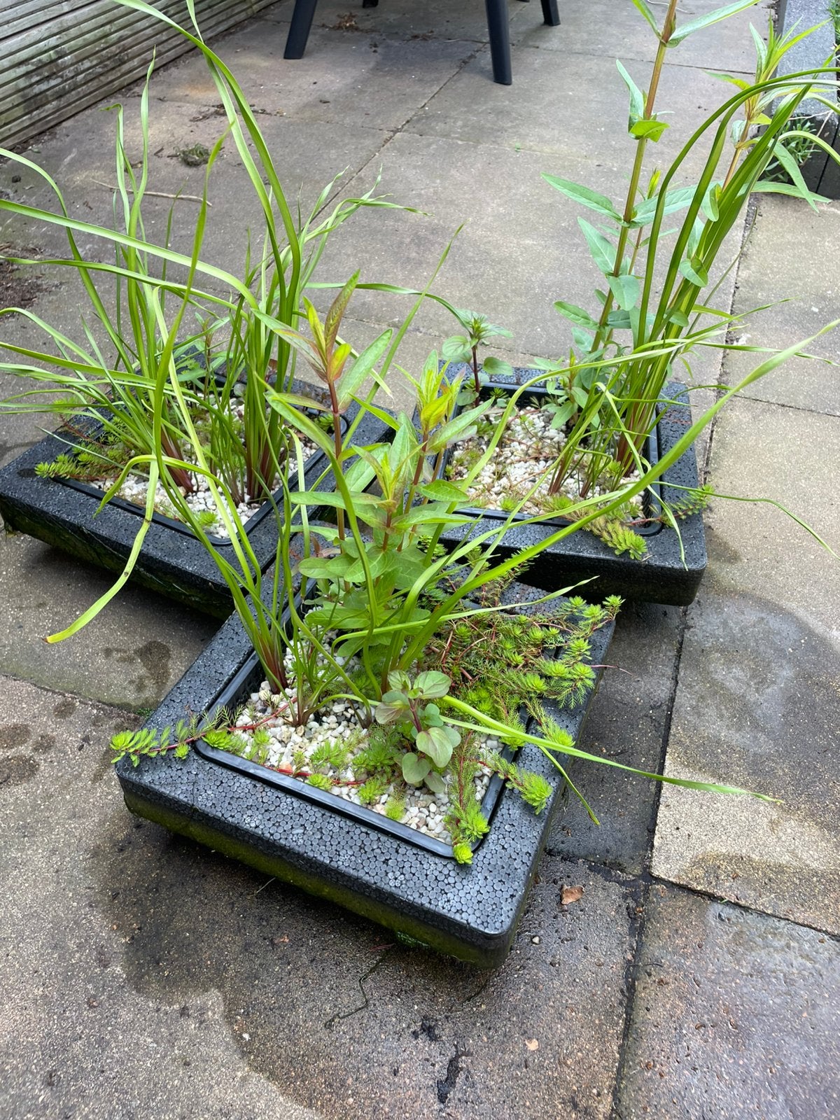 Vijverplanten, Ophalen of Verzenden, Zo goed als nieuw