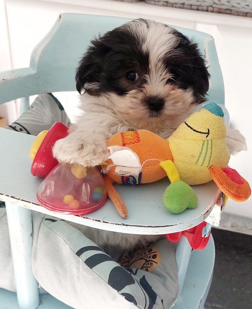 Maltezer/Shih tzu pup, België, Maltezer, Particulier, 8 tot 15 weken