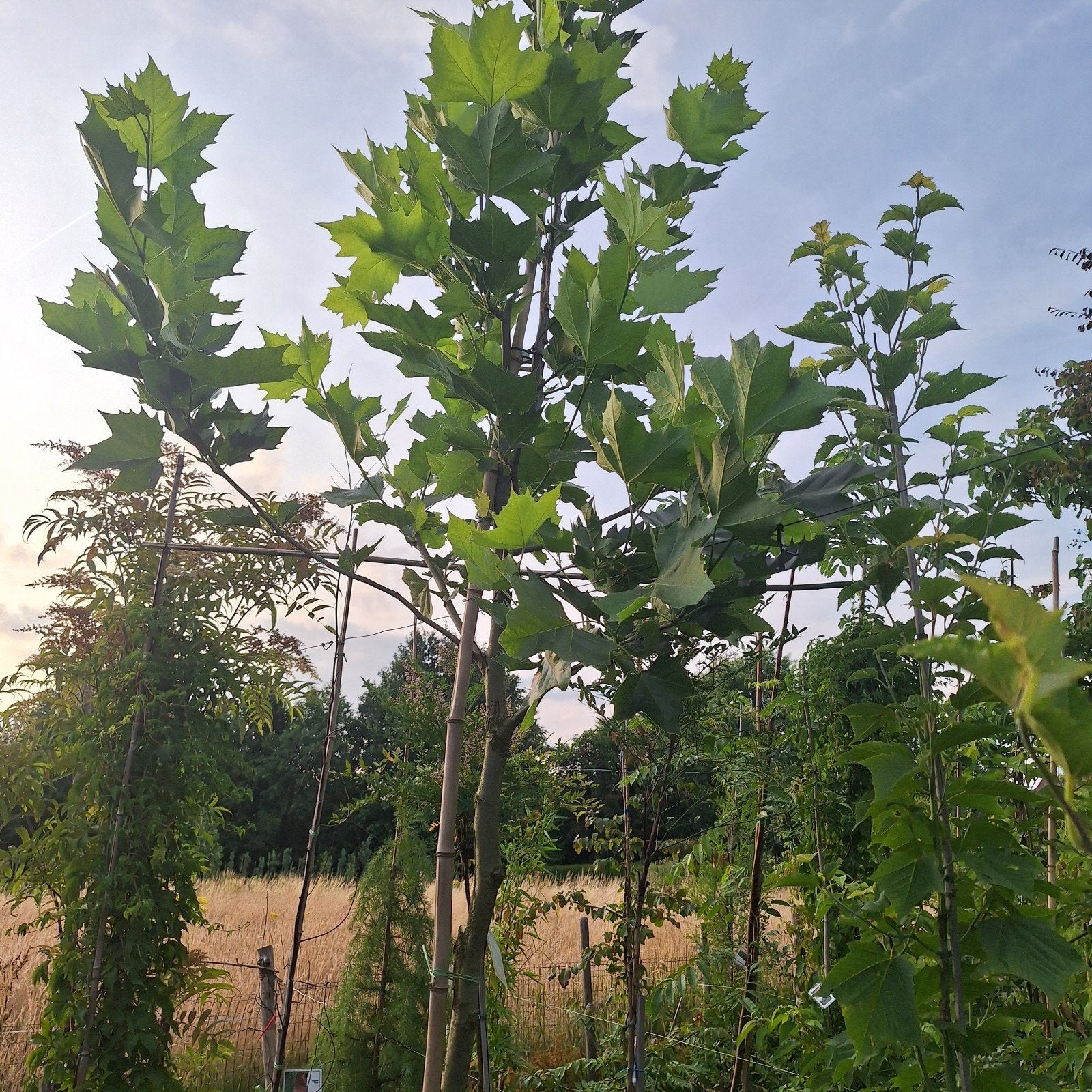 Plataan voor uw tuin, Tuin en Terras, Ophalen, Volle zon, Overige soorten