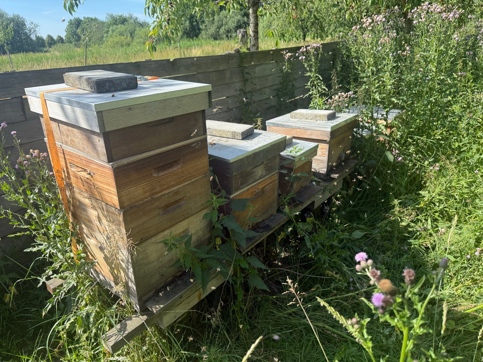 4 bijenvolken te koop aangeboden, Dieren en Toebehoren, Insecten en Spinnen, Bijen