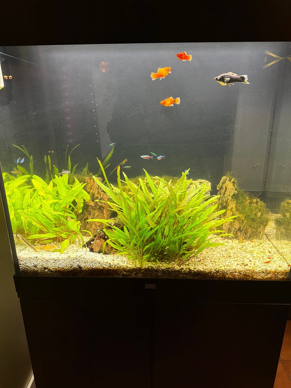 Mooi aquarium, Ophalen, Gebruikt, Pomp, Leeg aquarium
