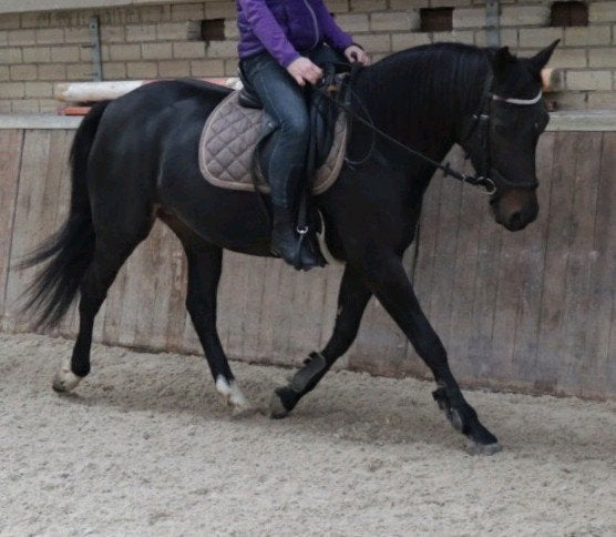 Brave D pony gezocht voor kinderlessen, Dieren en Toebehoren, Pony's, D pony (1.37m tot 1.48m), Gechipt