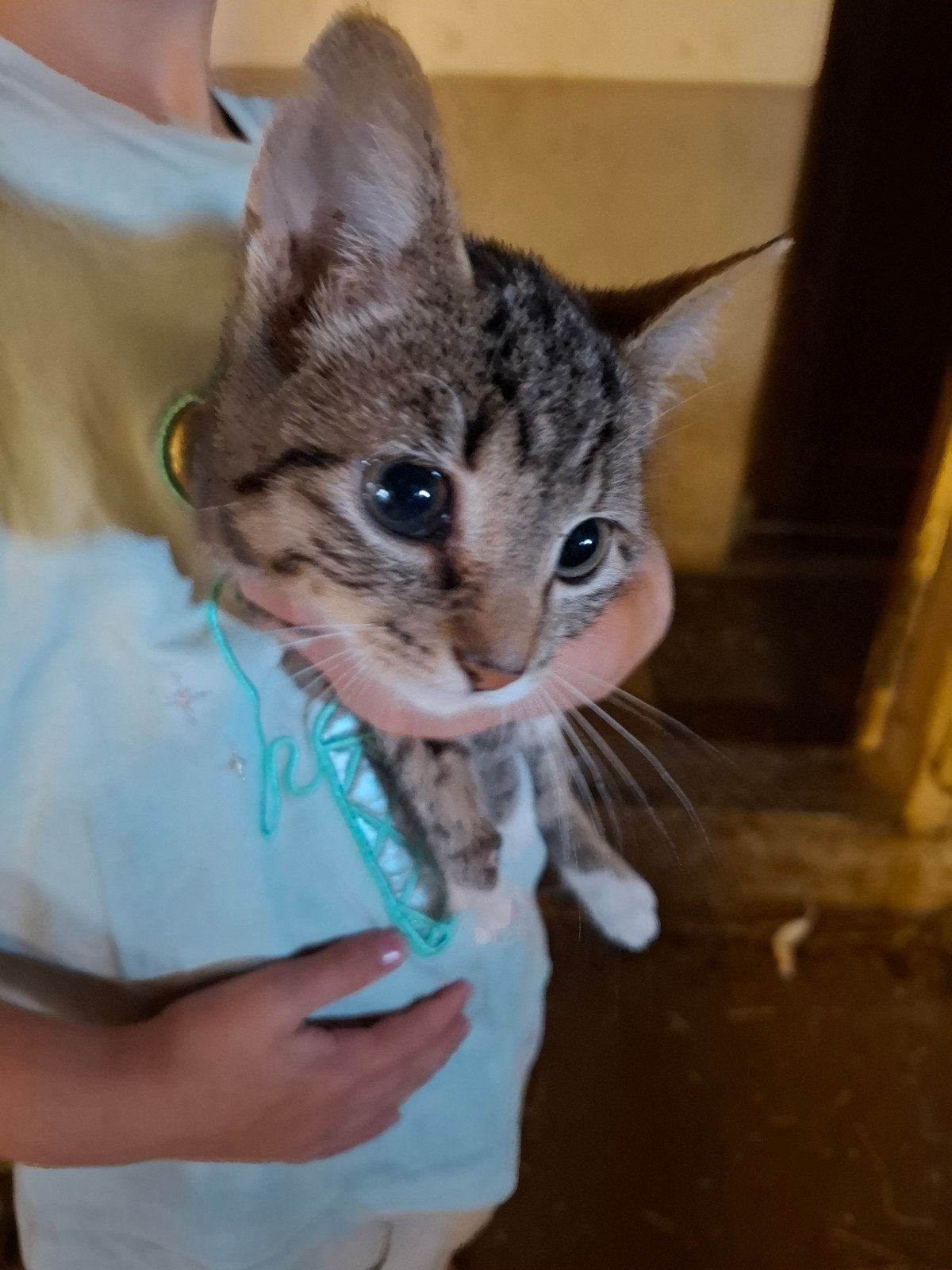super lieve, speelse en ondeugende cyperse kitten. kater., Kater, Kortharig, 0 tot 2 jaar
