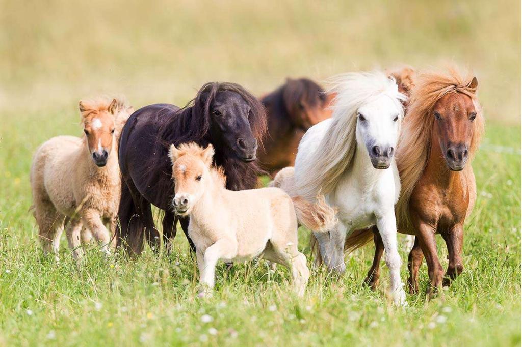 Gevraagd : Shetlanders, pony's en ( muil) ezels, Met stamboom