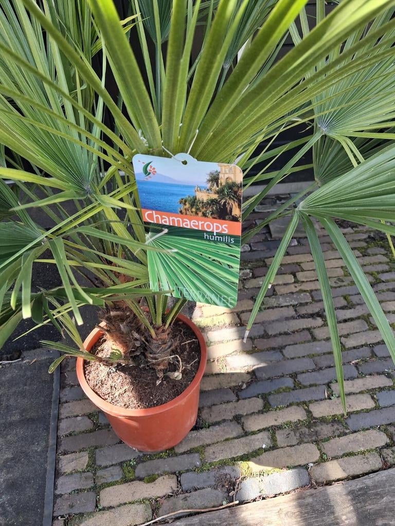 Chamaerops Humilis Palm - Winterharde Dwergpalm, Tuin en Terras, Planten | Tuinplanten, Vaste plant, Overige soorten, Volle zon