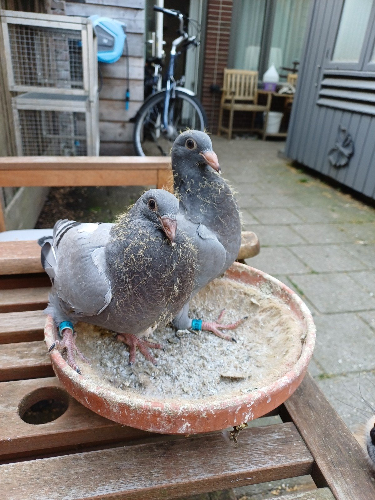 K.POST&ZN x WIJLEN HENRI VAN DEN BERG, Dieren en Toebehoren, Meerdere dieren, Postduif