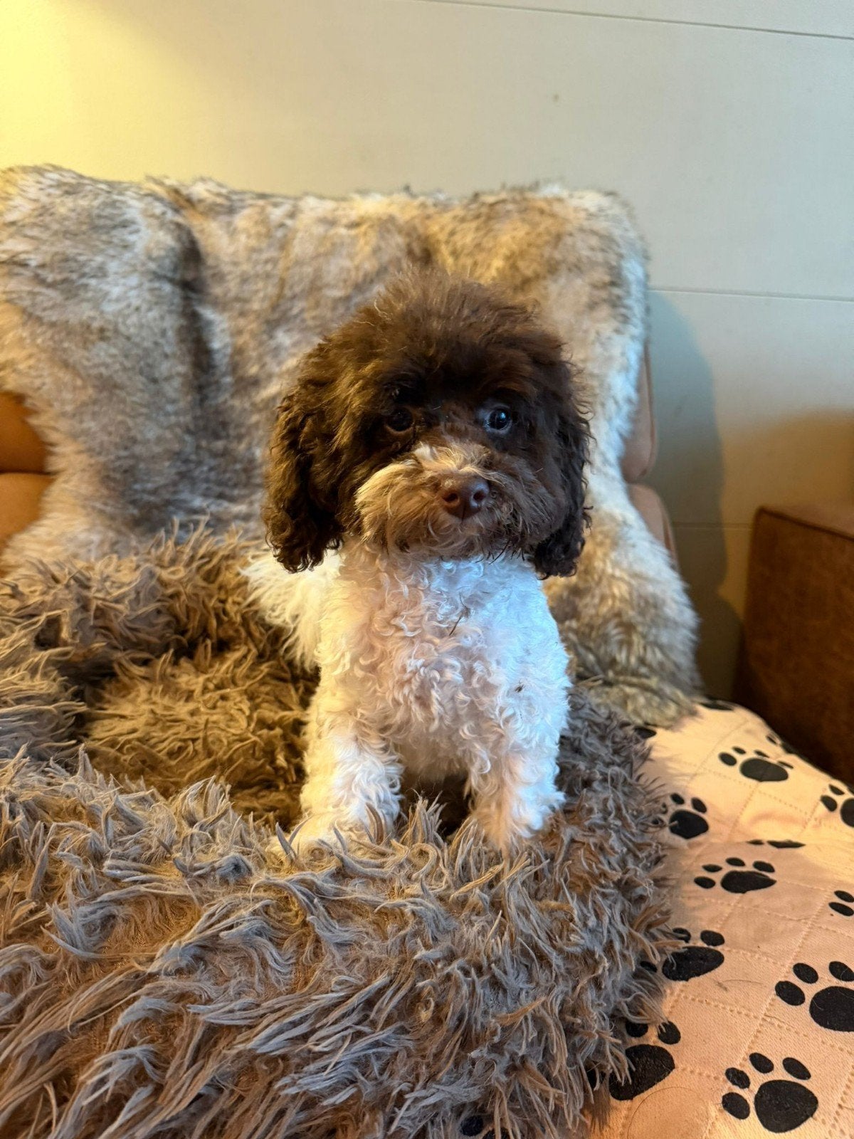toy poedel pup, Dieren en Toebehoren, Honden | Chihuahua's en Gezelschapshonden, Poedel, 15 weken tot 1 jaar, Teef, Parvo