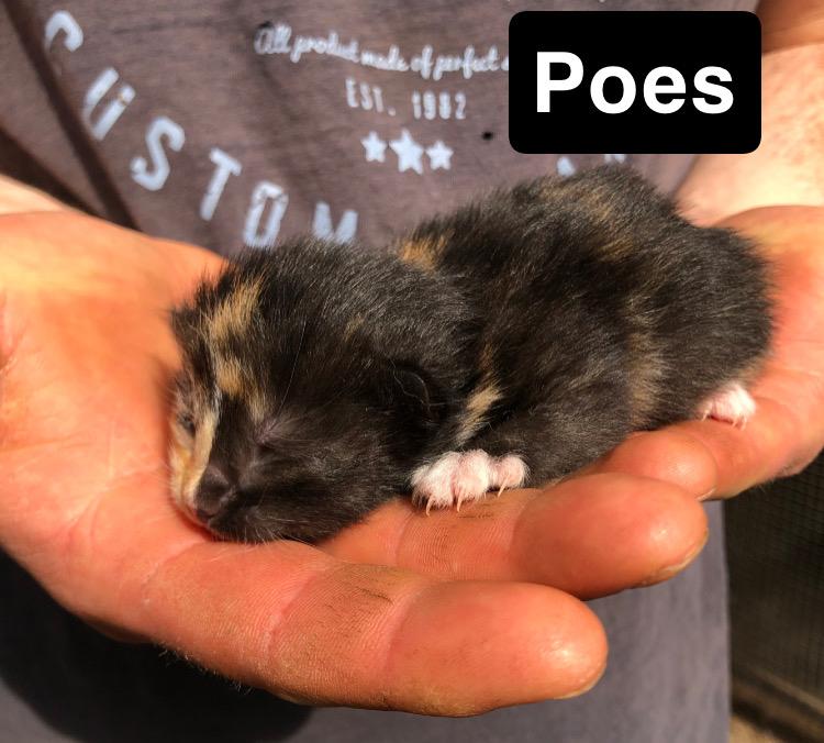 Kittens te koop, Dieren en Toebehoren, Katten en Kittens | Overige Katten, Meerdere dieren, Kortharig, 0 tot 2 jaar