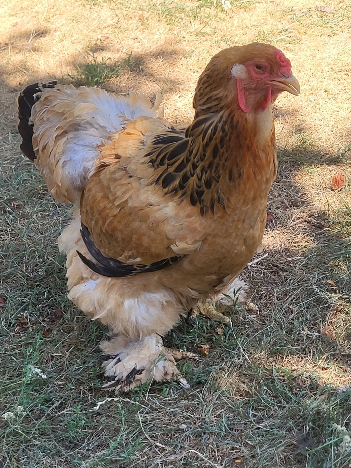 Brahma hen, buff zwart columbia, Dieren en Toebehoren, Pluimvee, Vrouwelijk, Kip