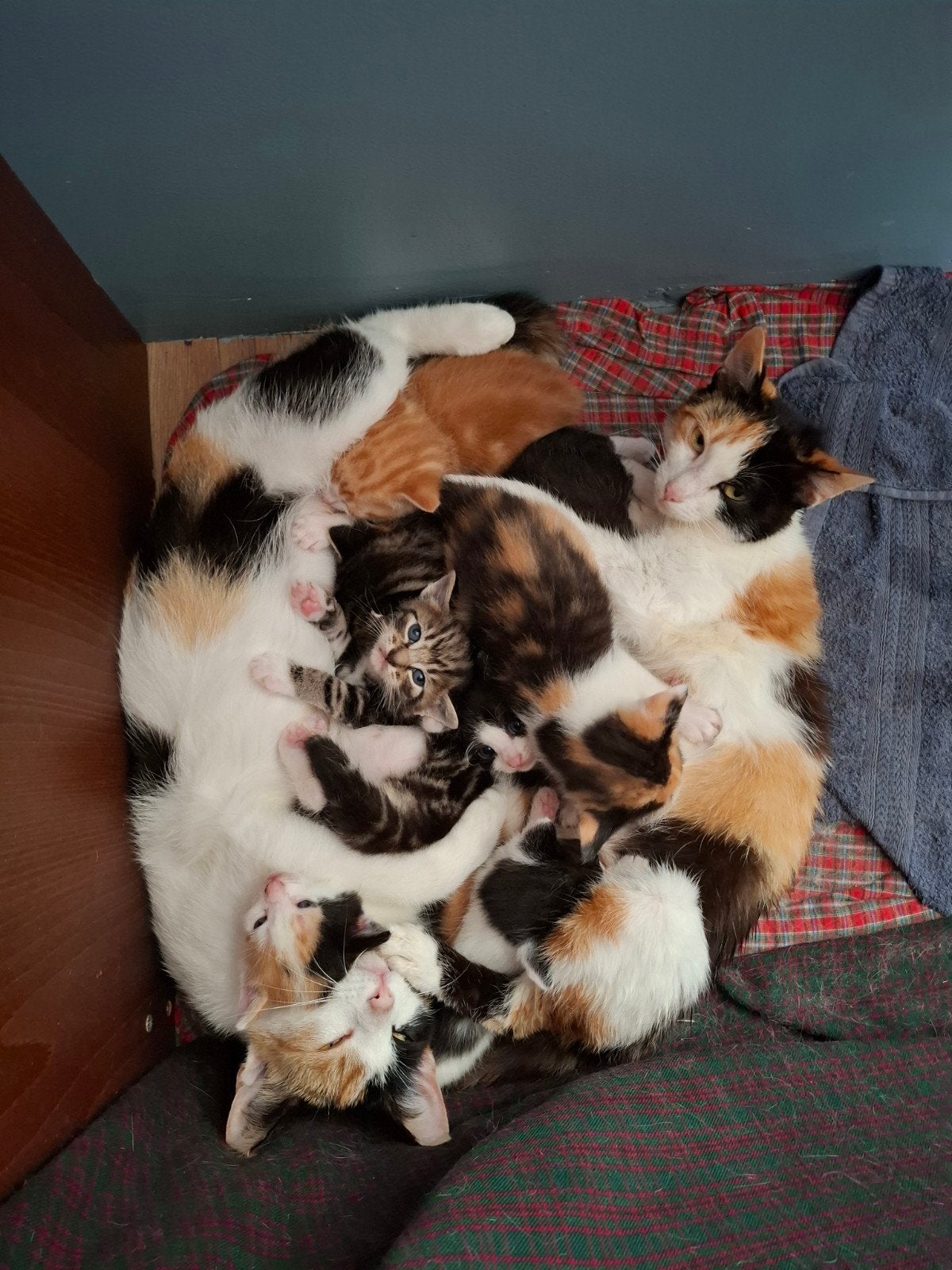 7 lieve kittens, Meerdere dieren