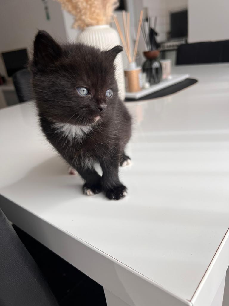 Kittens, Dieren en Toebehoren, Katten en Kittens | Raskatten | Korthaar
