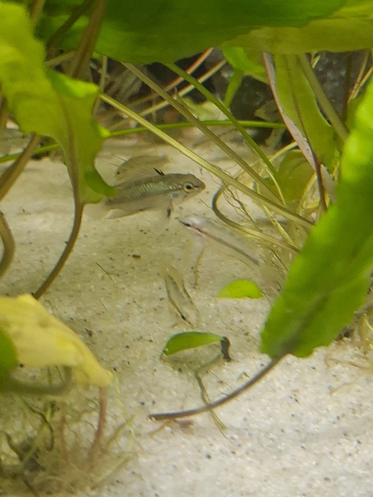 Apistogramma triffaciata, Vis