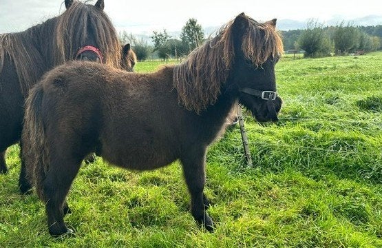 Twee shetlander pony's hengsten veulens, Dieren en Toebehoren, Hengst