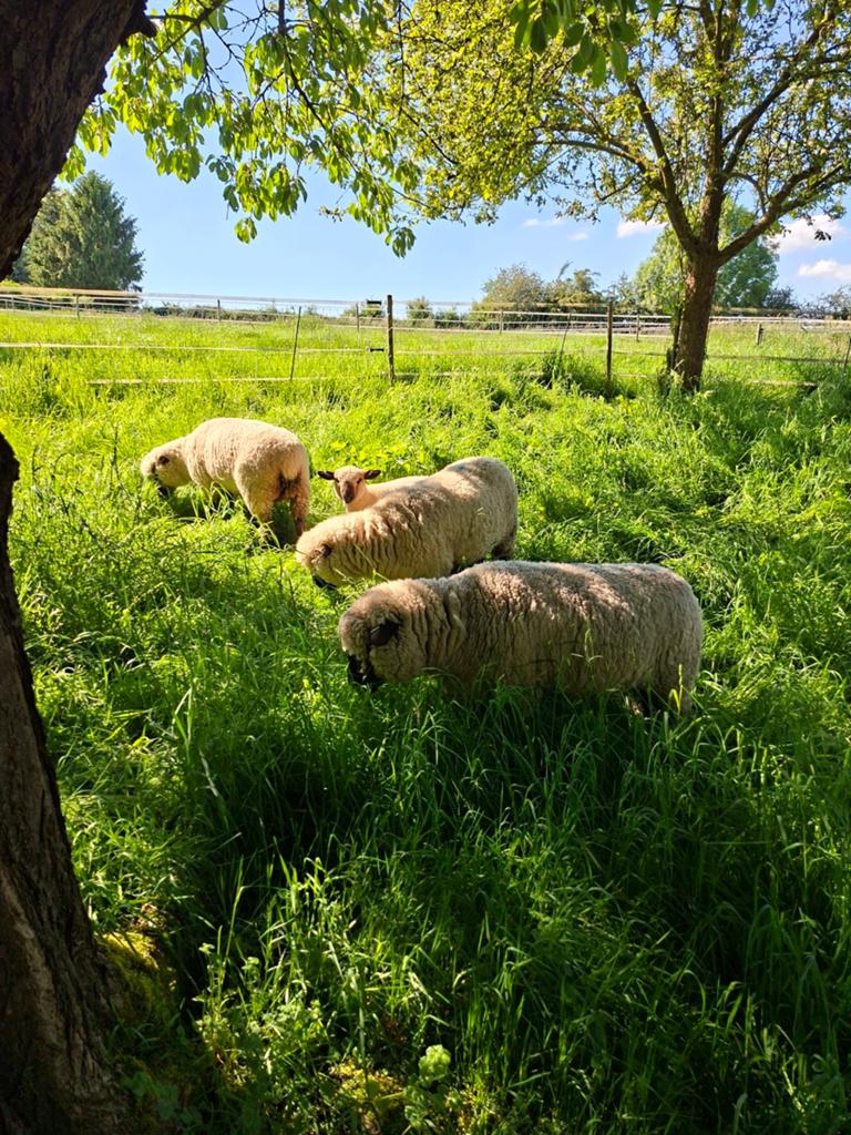 Weiland, grasland, weide, stal gezocht,schapen, lammeren, Dieren en Toebehoren, Schapen, Geiten en Varkens, Meerdere dieren, Schaap
