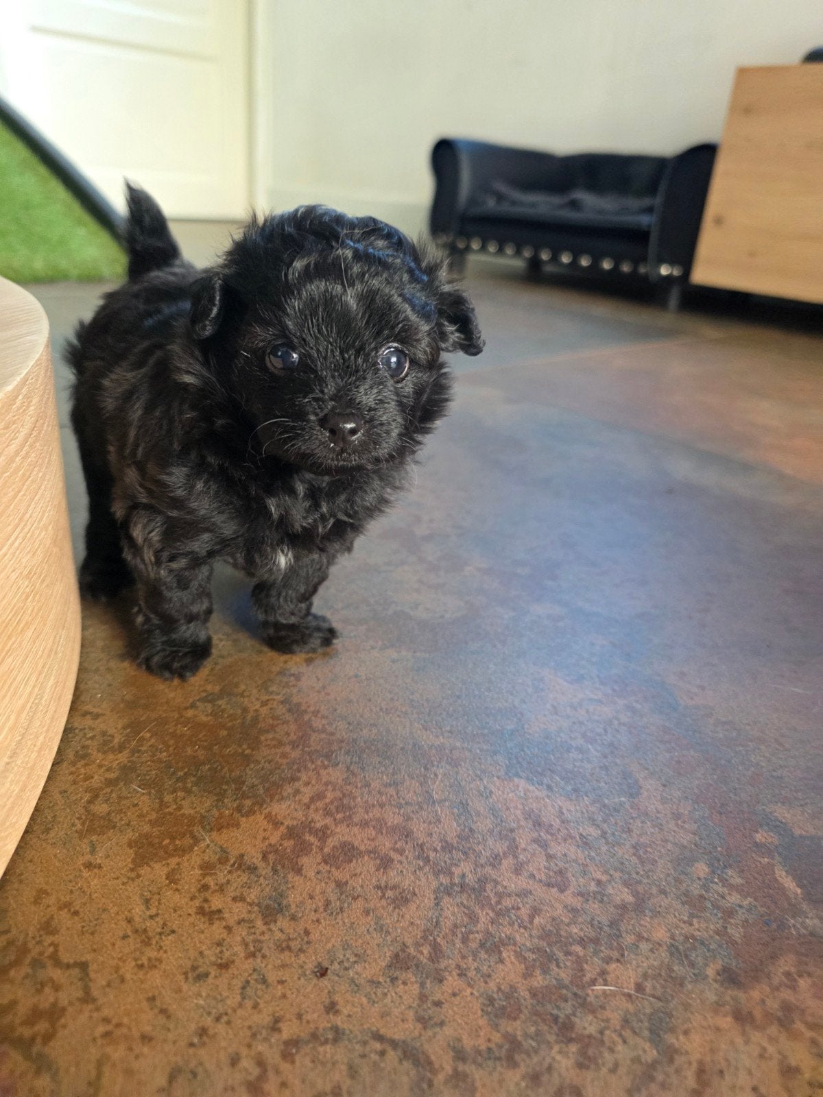 Pomapoo pups  moeder pomeriaan, vader toy poedel, HCC (leverziekte), Overige rassen, 8 tot 15 weken, Meerdere