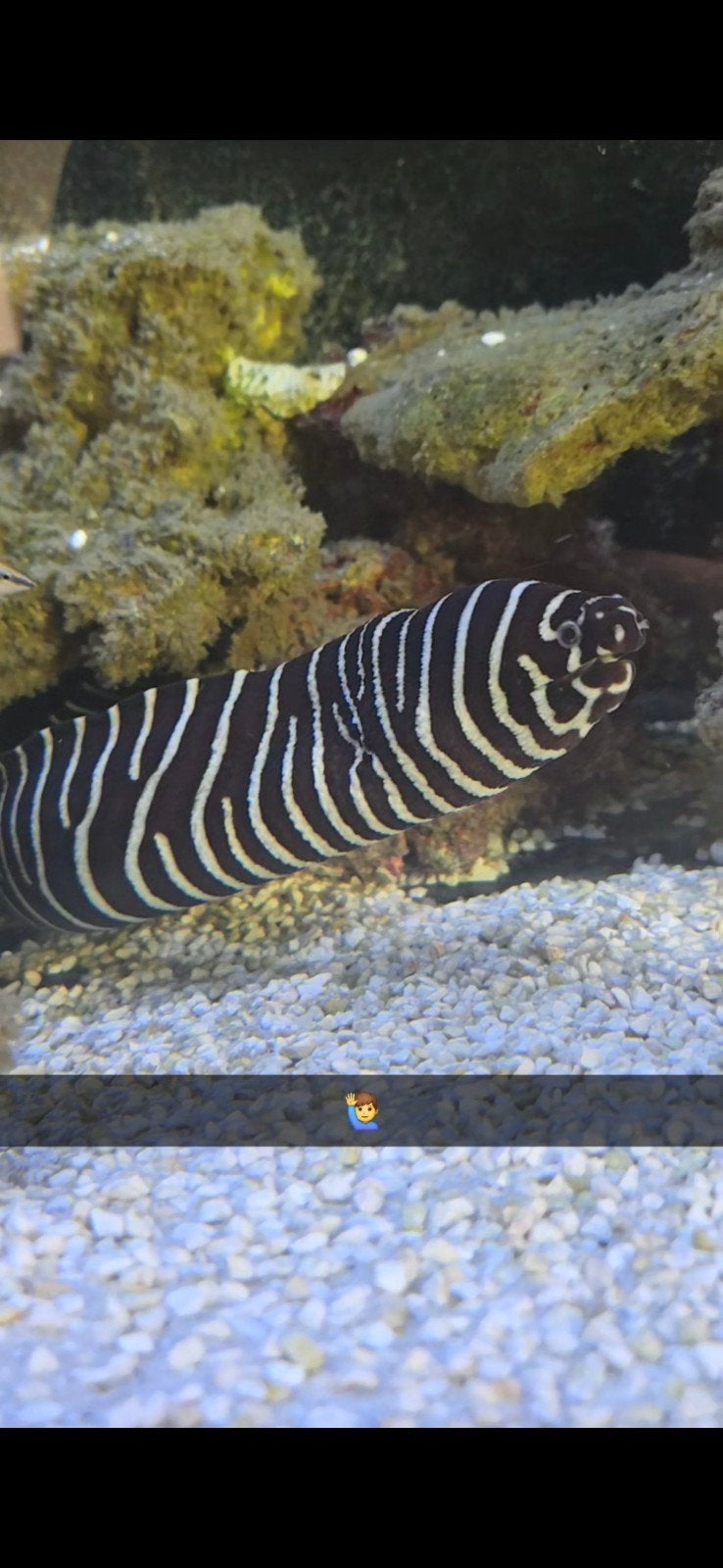 Zebra Murene, Vis