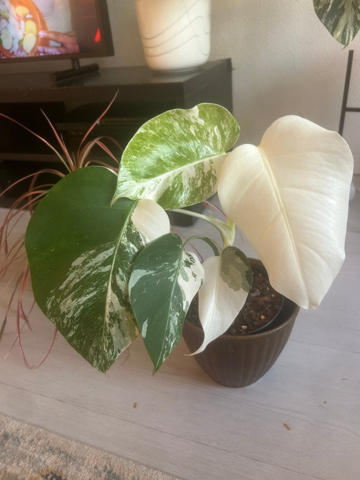 Monstera albo variegata n 2, Overige soorten, In pot, Minder dan 100 cm, Groene kamerplant