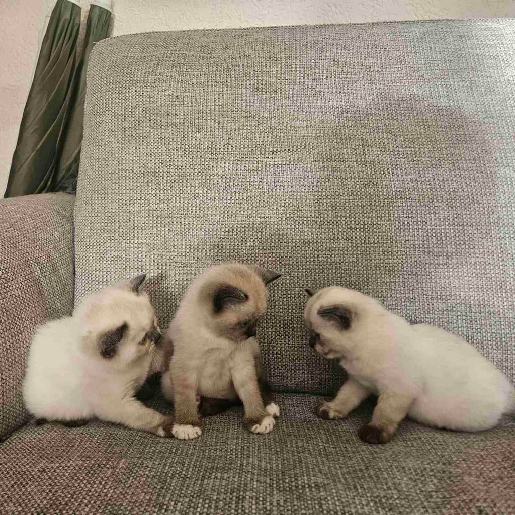 3 mooie kittens kitten met witte pootjes is gereserveerd