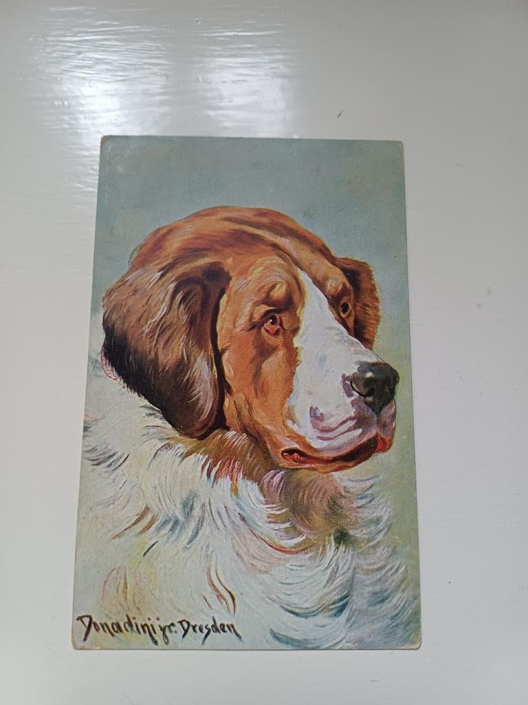 Ansichtkaart st.Bernard, Ophalen of Verzenden, Voor 1920, Gelopen, Hond of Kat