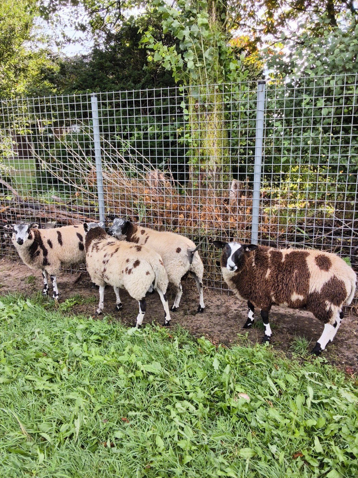 Bonte rammen, Dieren en Toebehoren, Schapen, Geiten en Varkens, Mannelijk, Schaap