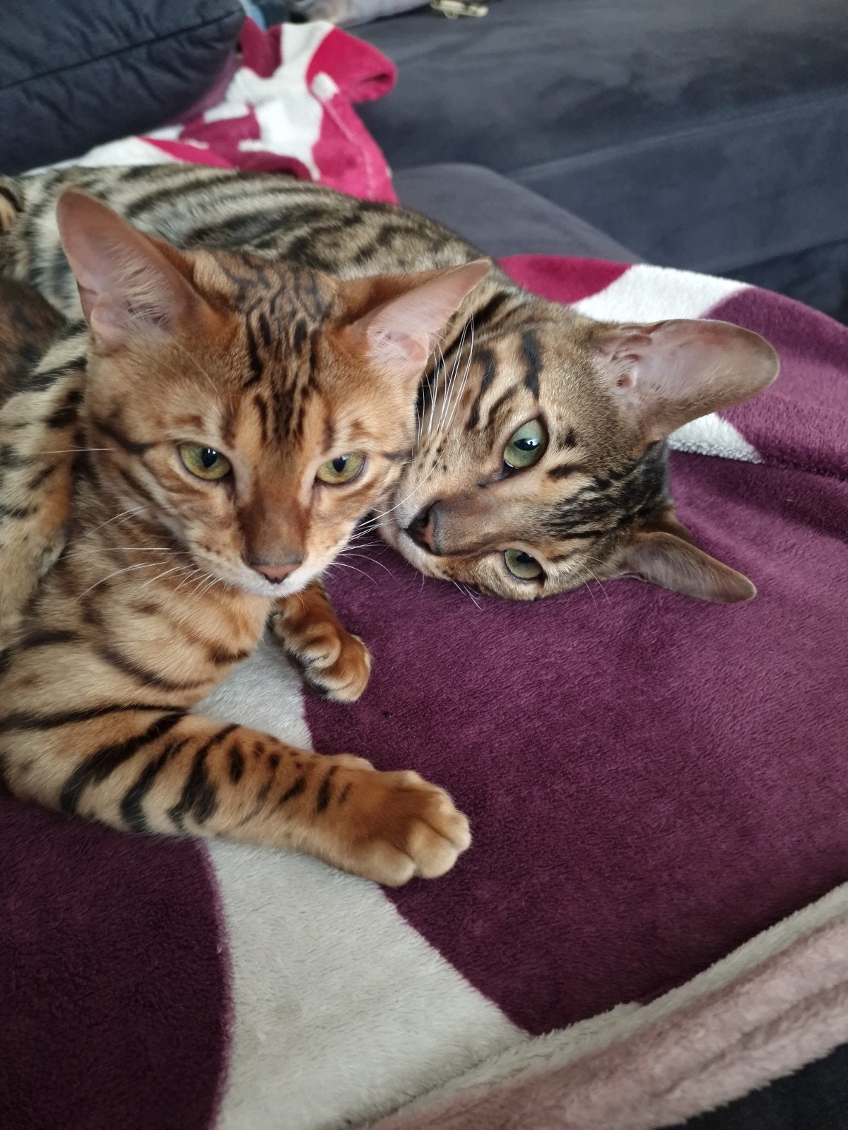 Bengaalse katten te koop, Meerdere dieren, Met stamboom, 3 tot 5 jaar
