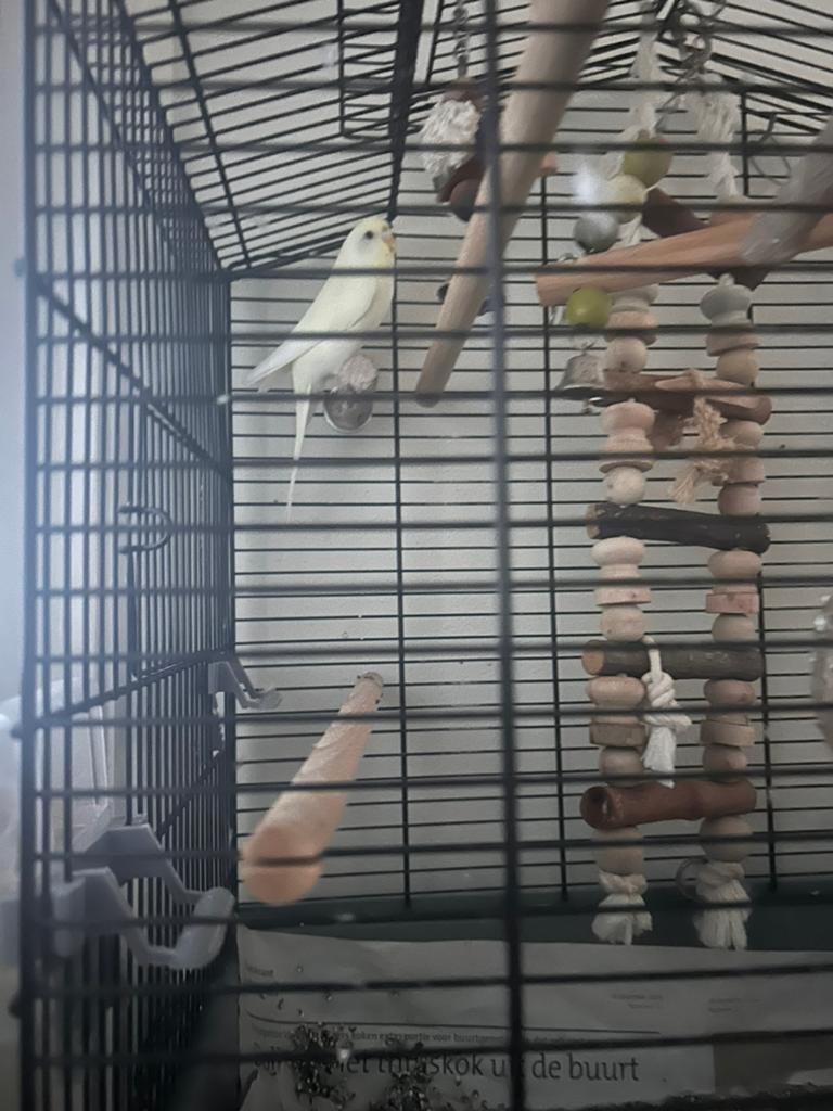 Parkiet, Dieren en Toebehoren, Mannelijk, Parkiet