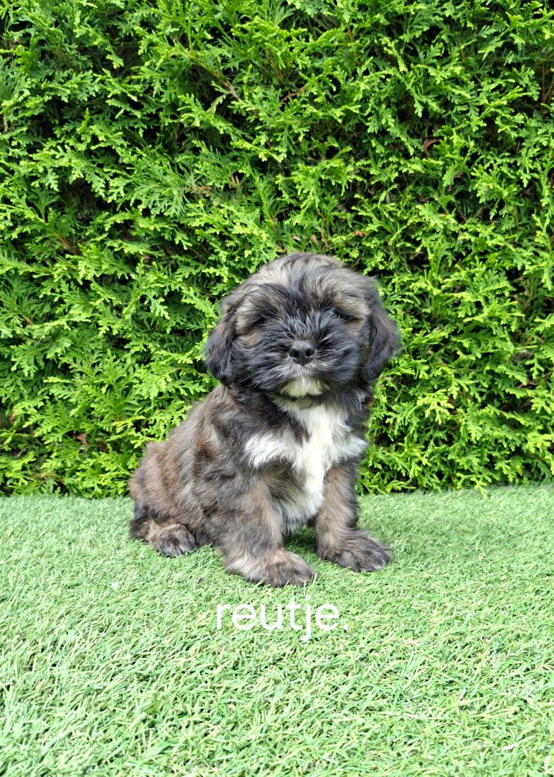 Zeer mooie speelse boomer pups., Parvo, 8 tot 15 weken, Meerdere, Nederland