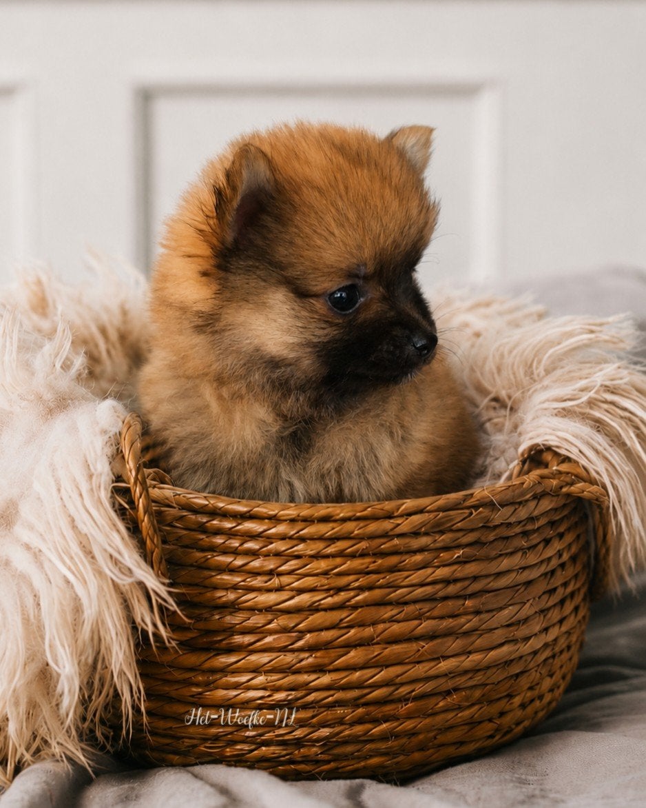 Mellow💙 orange sable Pomsky puppy, Overige rassen, 8 tot 15 weken, Meerdere dieren, Eén hond