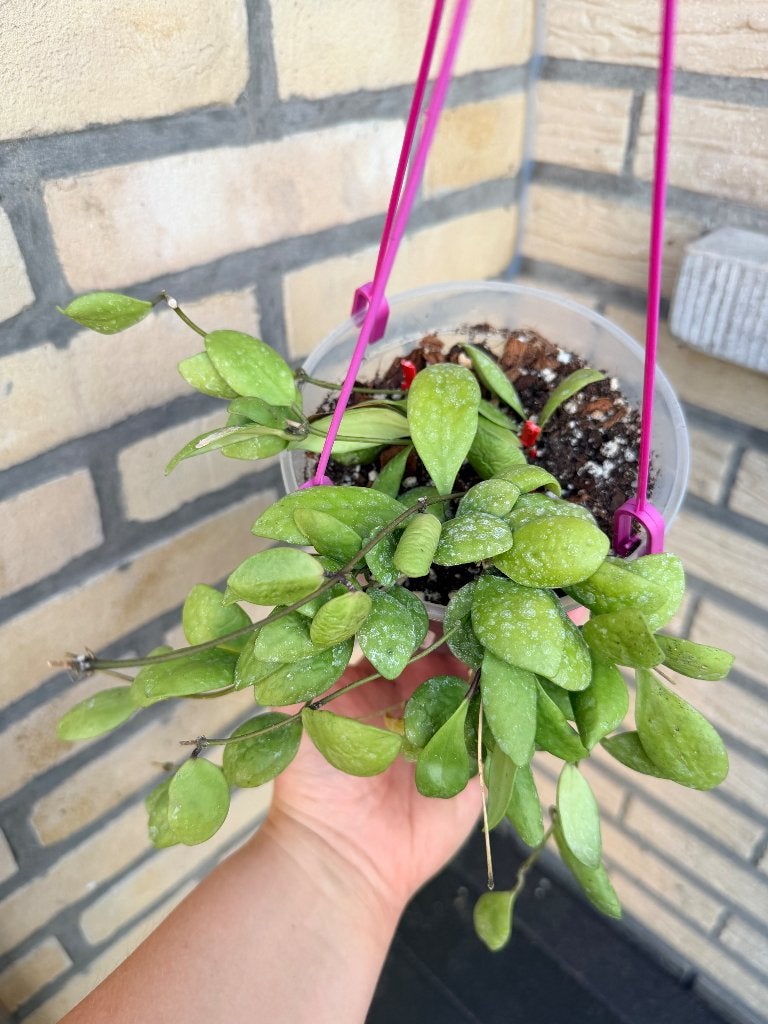 Hoya sp Sulawesi plant, Verzenden, Overige soorten, Halfschaduw, Minder dan 100 cm