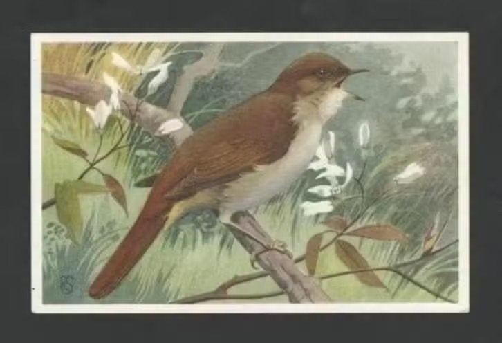 Vogel Nachtegaal Luscinia Megarhynchos Brehm, Rein Stuurman., Ophalen of Verzenden, 1960 tot 1980, Gelopen, Vogel