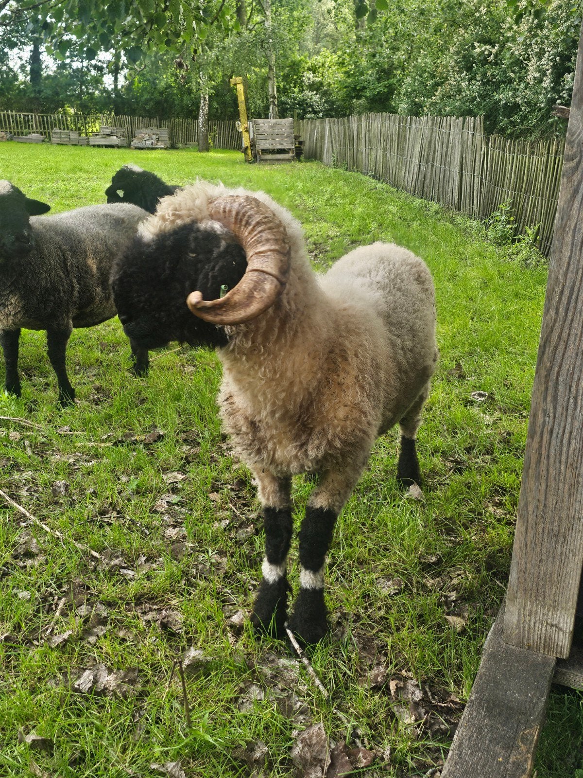 aangeboden: mooie walliser schwarznase ram, Mannelijk, Schaap, 0 tot 2 jaar