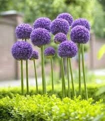 allium sieruien xl 7 stuks 10 euro, Tuin en Terras, Ophalen of Verzenden, Volle zon