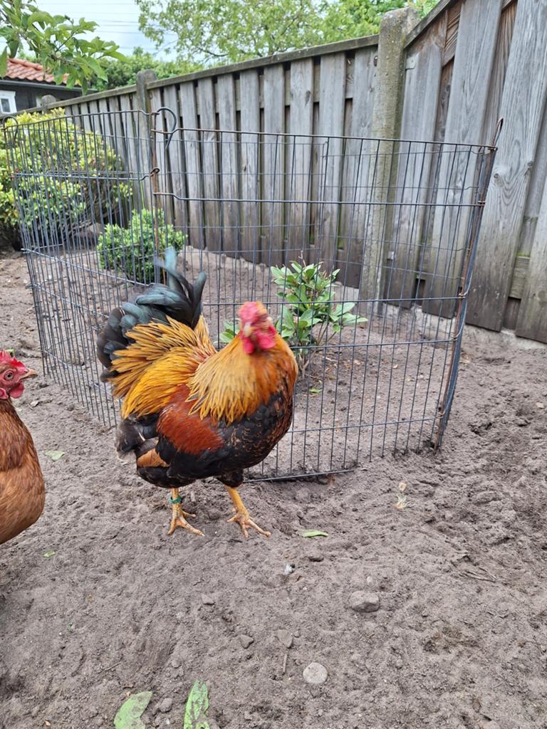 Wyandotte kriel patrijs haan. Gratis, Dieren en Toebehoren, Pluimvee, Mannelijk, Kip