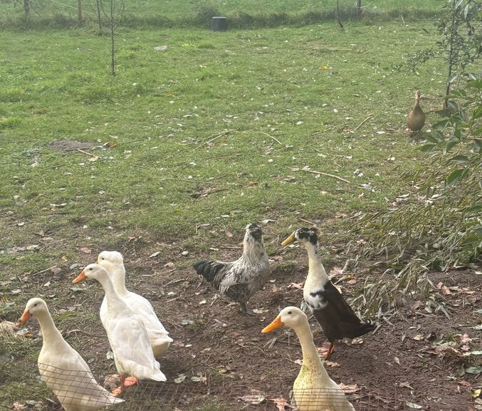 4 indische loopeenden, Meerdere dieren, Eend