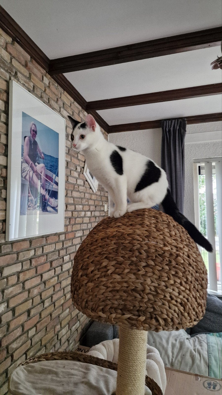 Toby zoekt een lief huisje met personeel, Dieren en Toebehoren, Kater, Kortharig, 0 tot 2 jaar