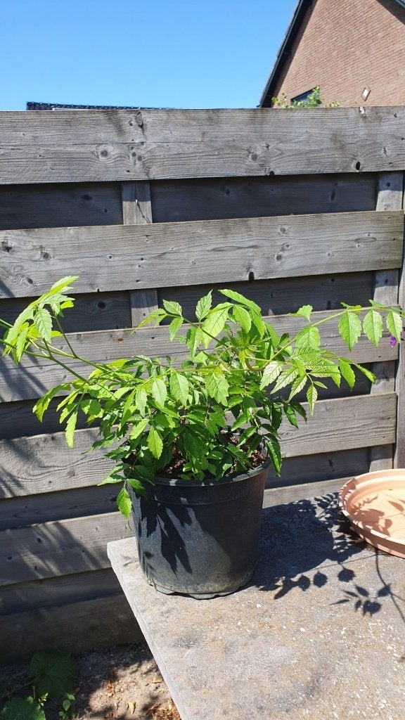 Stekken van de Campsis radicans = trompetbloem, Tuin en Terras, Planten | Tuinplanten, Ophalen, Vaste plant, Overige soorten, Volle zon