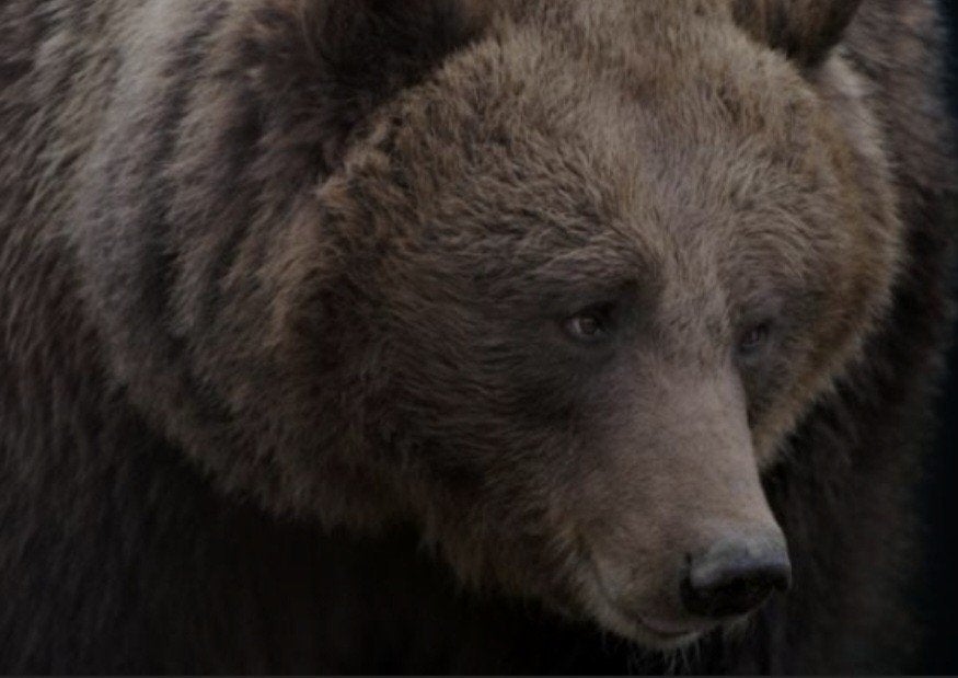 Fysieke Giftcard Ouwehands dierenpark, Drie personen of meer, Ticket of Toegangskaart