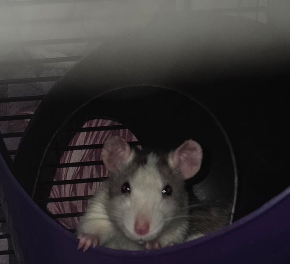 2 jonge ratten dames zoeken goed tehuis, Dieren en Toebehoren, Knaagdieren, Januari, Vrouwelijk, Rat
