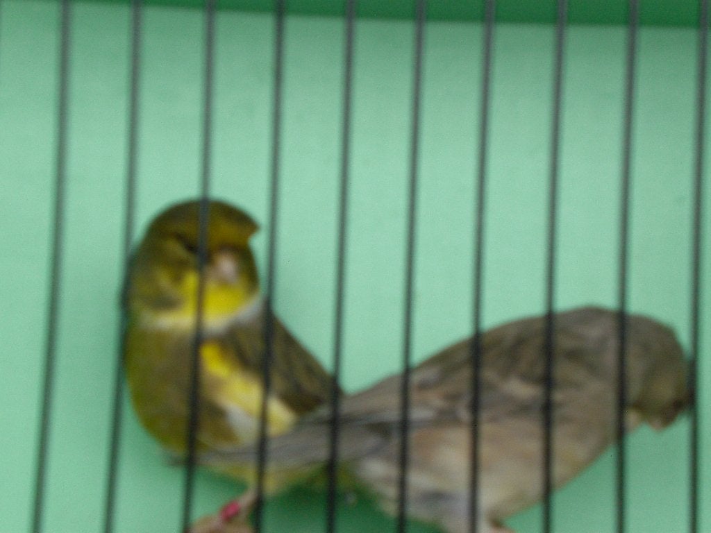 pastel glosters, Meerdere dieren, Postuurkanarie