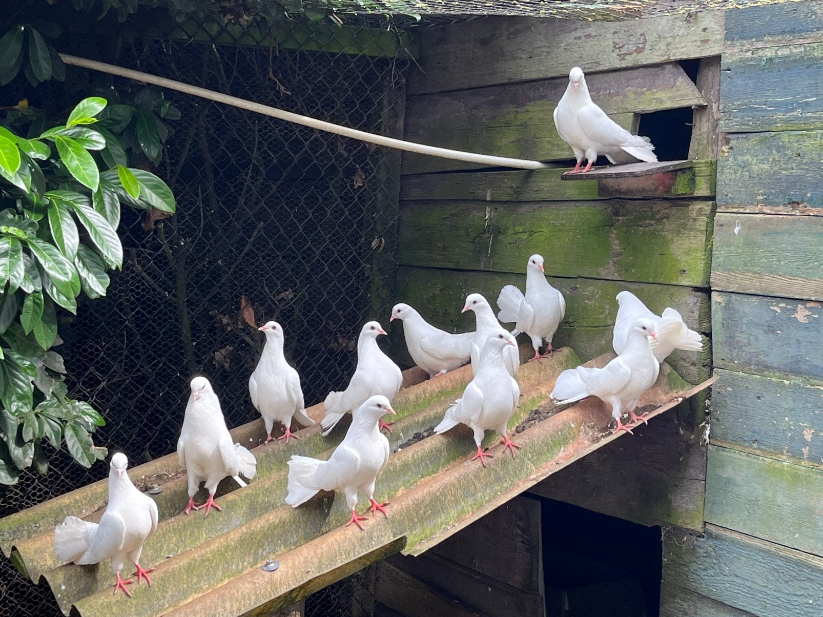 Prachtige pauwstaartduiven, Dieren en Toebehoren, Vogels | Duiven, Meerdere dieren, Overige soorten