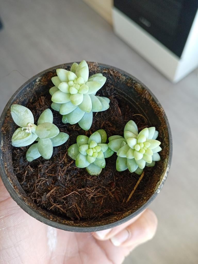 Stekje van hangvetplant (Sedum Morganianum), Vetplant, Ophalen of Verzenden, In pot, Minder dan 100 cm