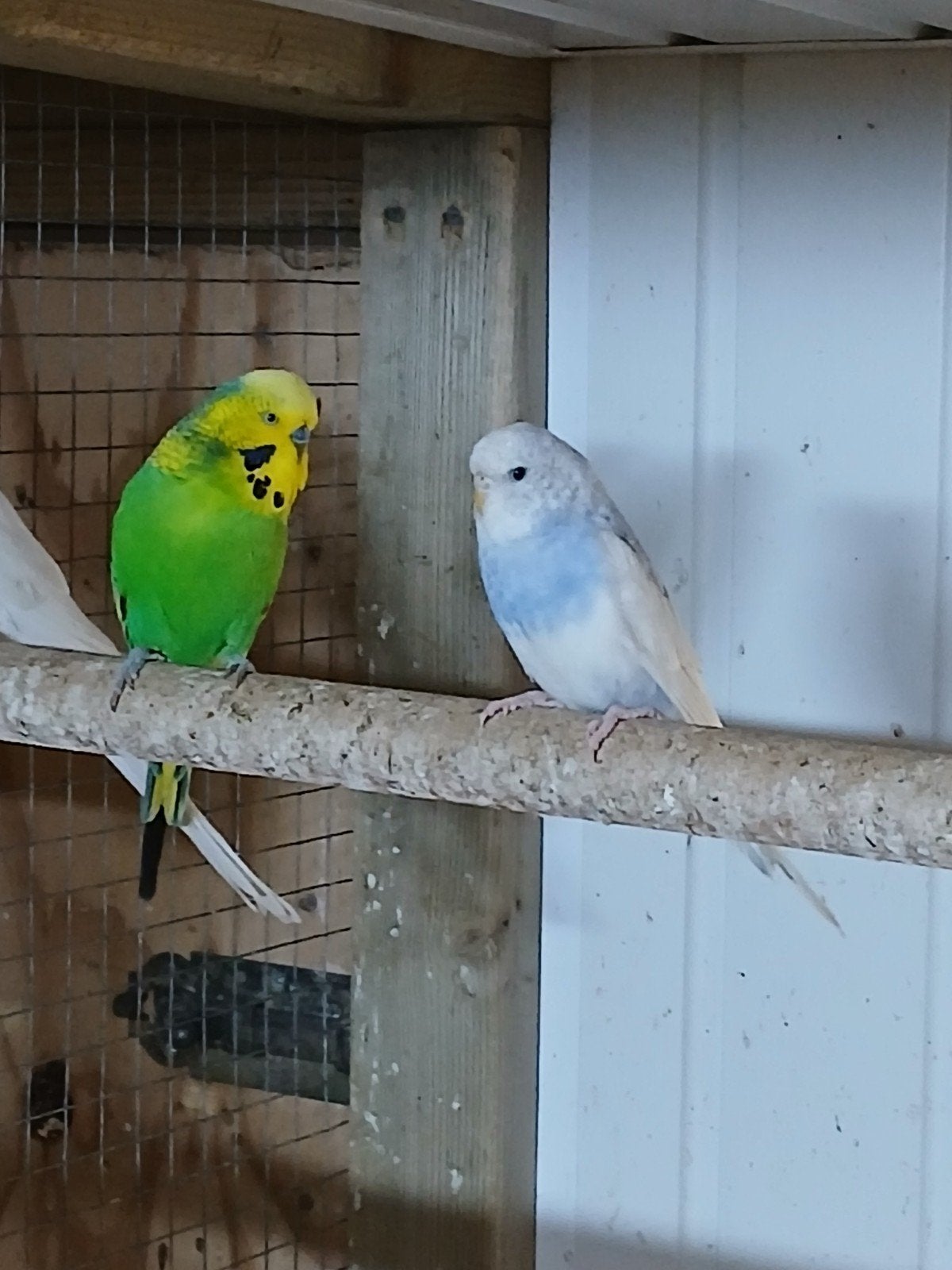 te koop een koppel grasparkieten, Dieren en Toebehoren, Meerdere dieren, Parkiet
