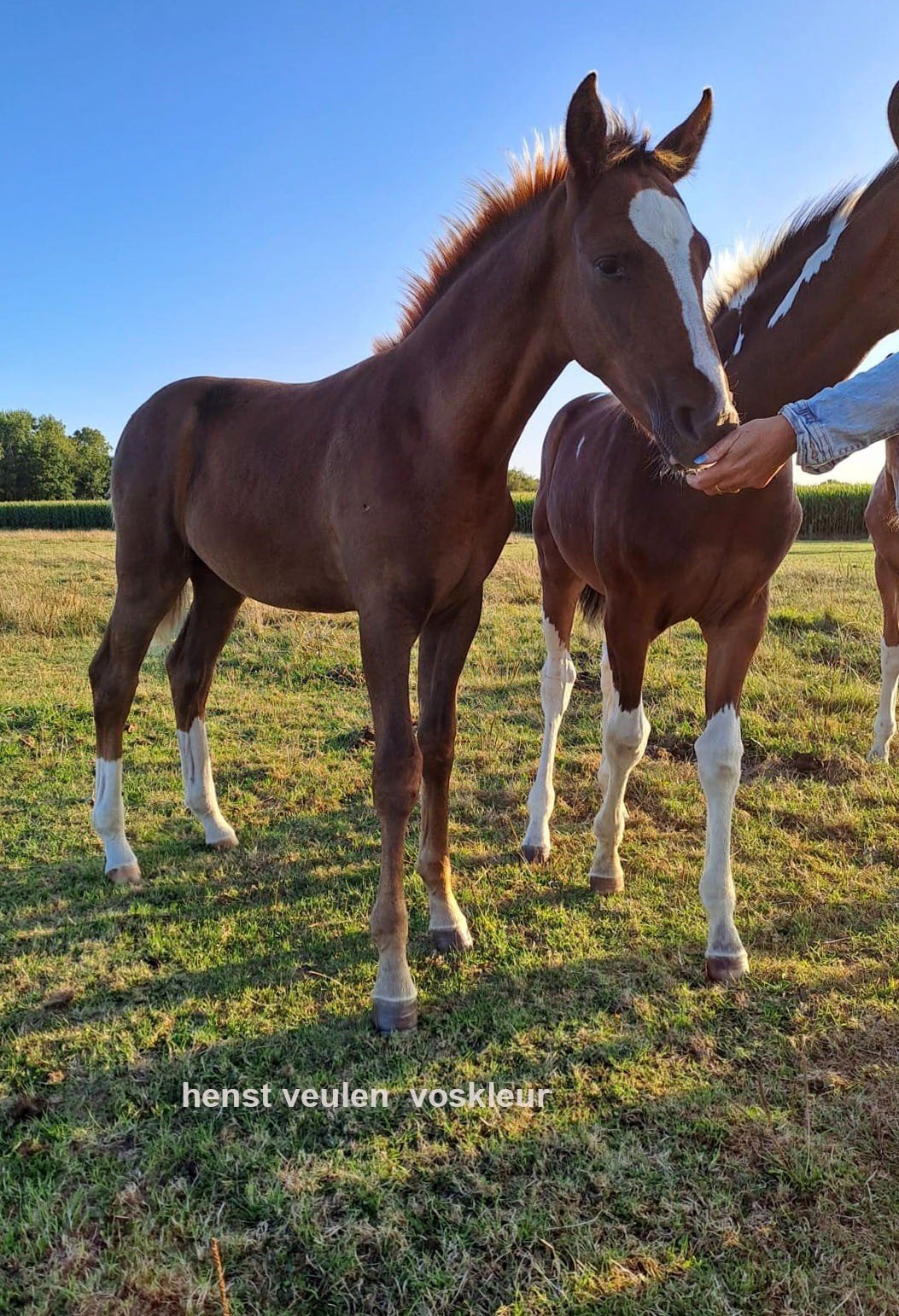 Lieve, makke bonte veulens, paint, Dieren en Toebehoren, Paarden, 160 tot 165 cm, 0 tot 2 jaar