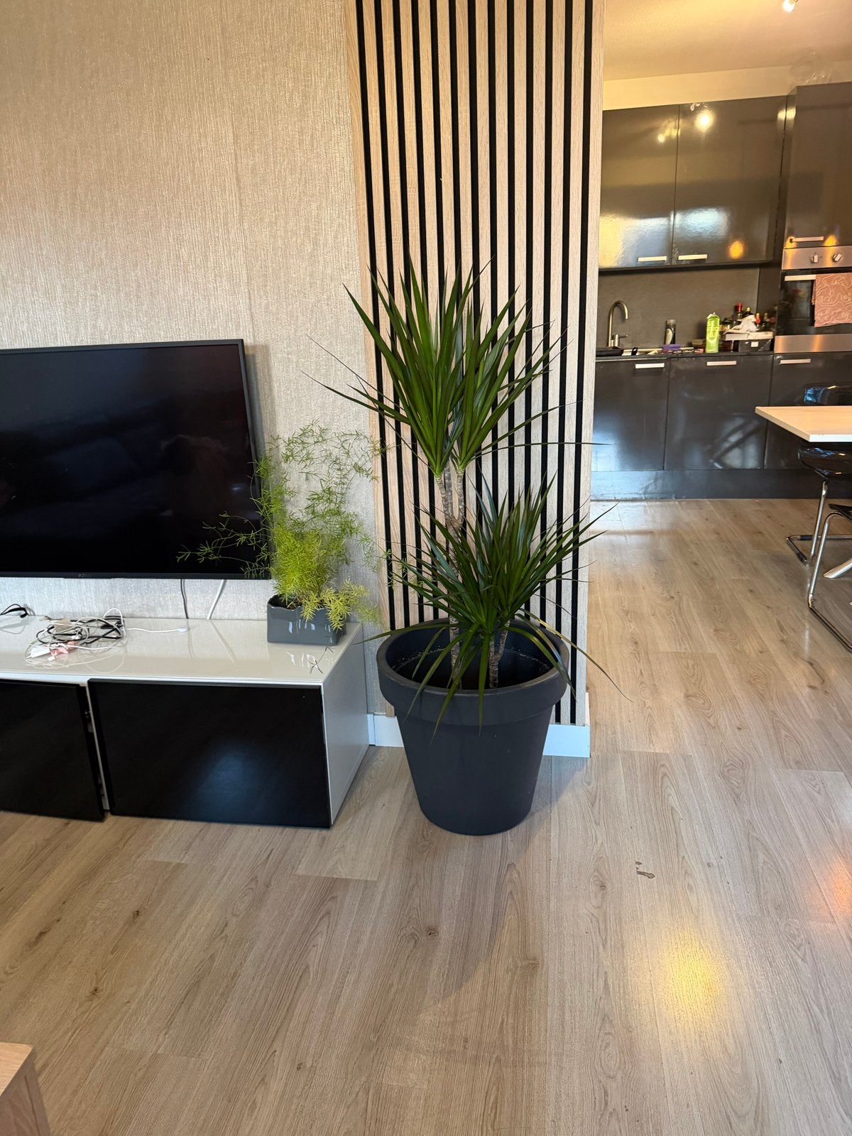 Grote Dracaena Marginata plant met pot, Groen, Kunststof, Ophalen of Verzenden, Zo goed als nieuw