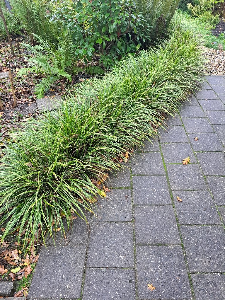 siergras, carex morowii, Ophalen, Volle zon, Vaste plant, Siergrassen