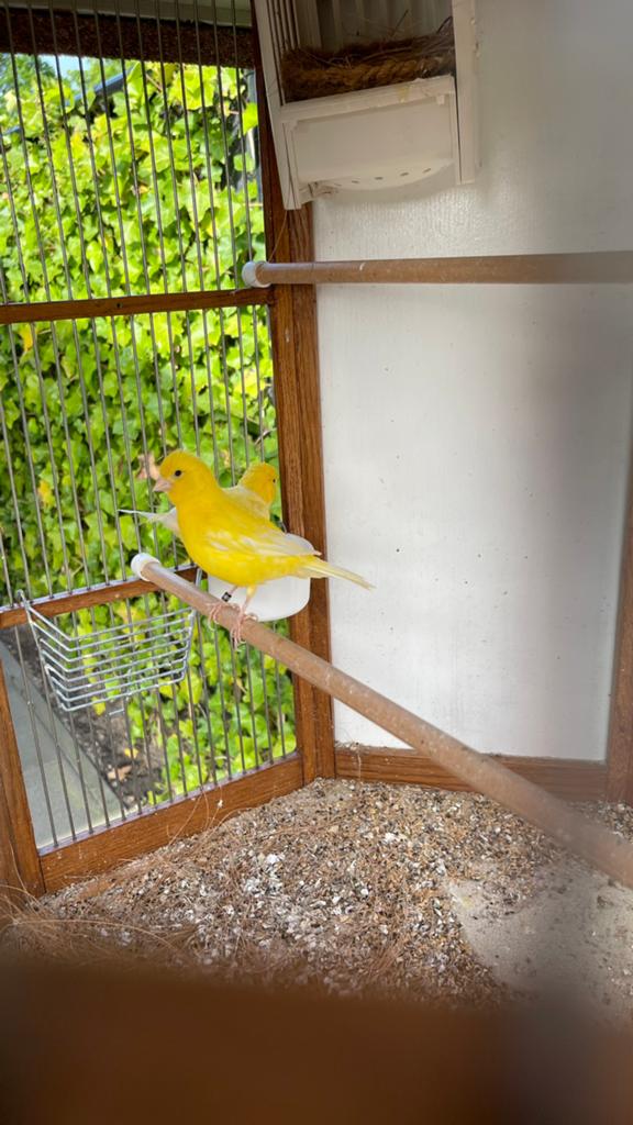 Kanaries, Dieren en Toebehoren, Vogels | Kanaries, Kleurkanarie, Meerdere dieren