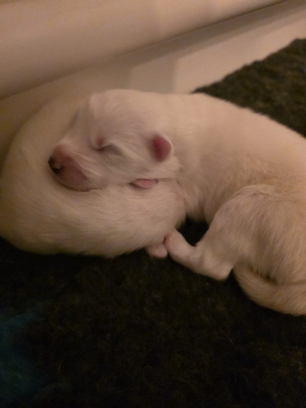 pups samojeed x, 8 tot 15 weken, Poolhond, Meerdere, Meerdere dieren