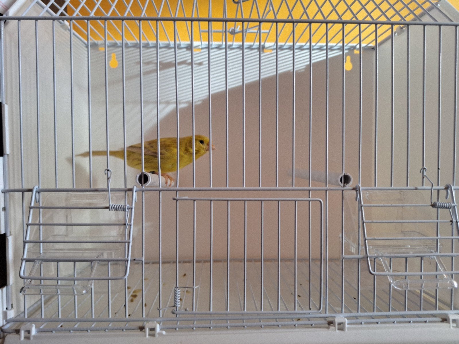 Gele Isabel kanaries, Dieren en Toebehoren, Geslacht onbekend, Kleurkanarie