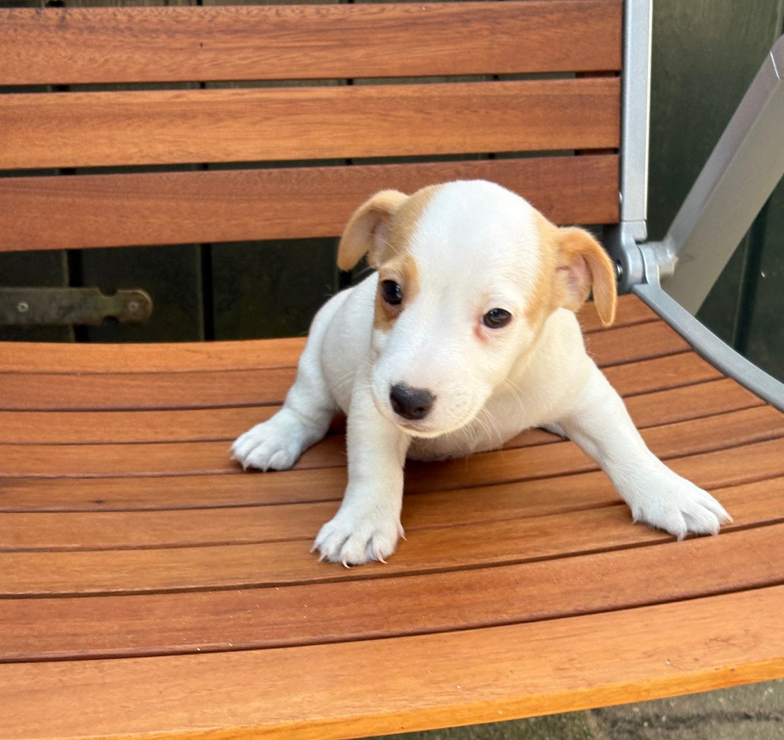 jack russel pups, 8 tot 15 weken, Parvo, Meerdere, Meerdere dieren
