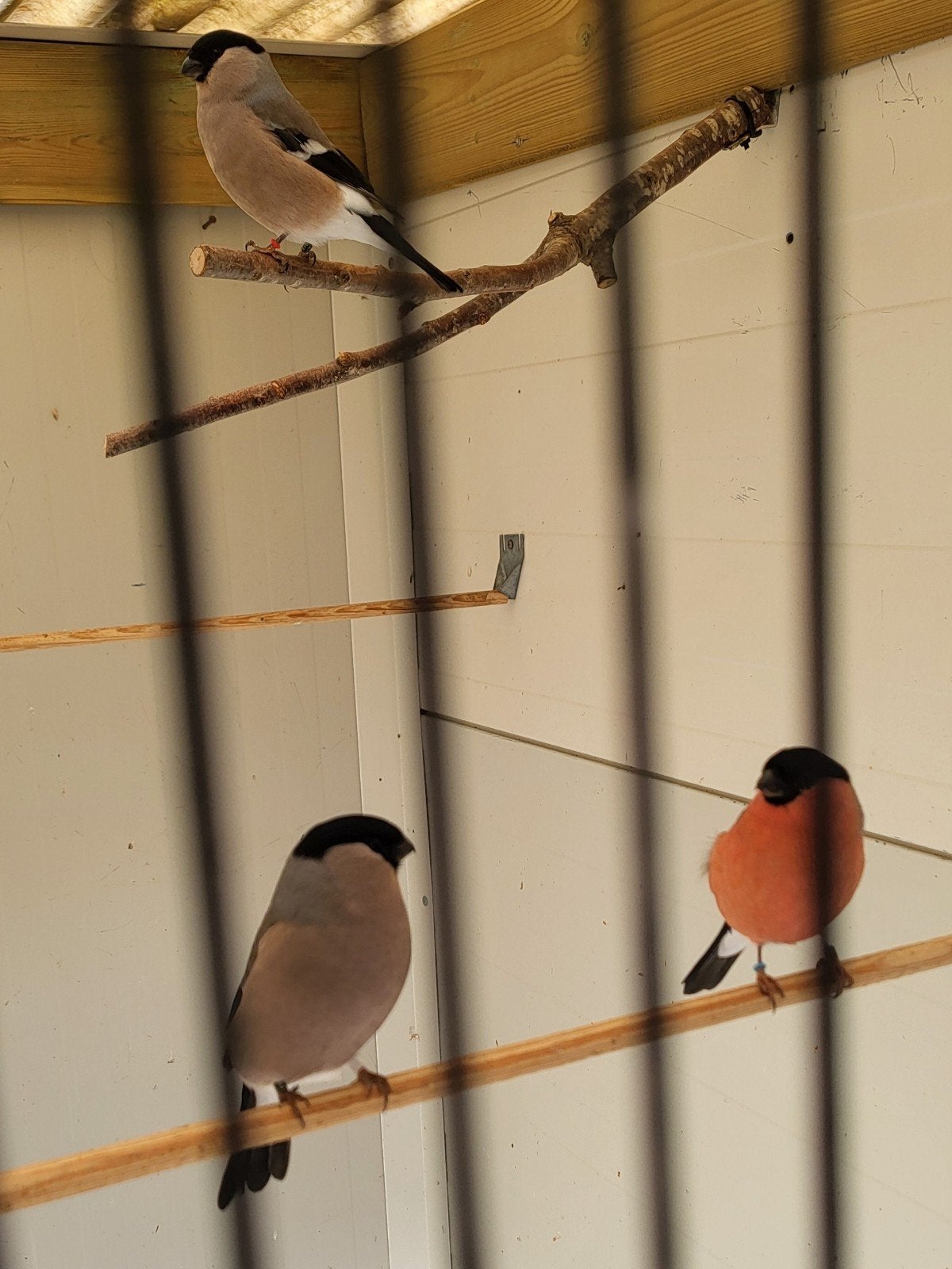 grote goudvinken., Dieren en Toebehoren, Meerdere dieren, Wildzangvogel, Geringd